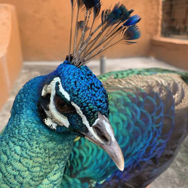 Estação Natureza — Animais 11