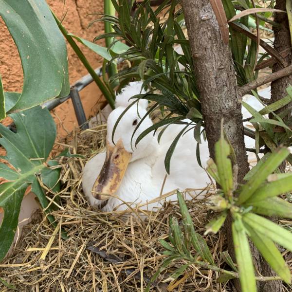 Estação Natureza — Animais 12