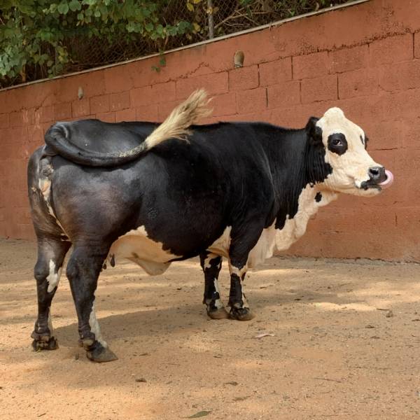 Estação Natureza — Animais 2