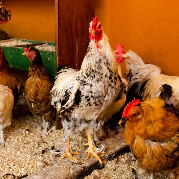 Estação Natureza — Animais 3