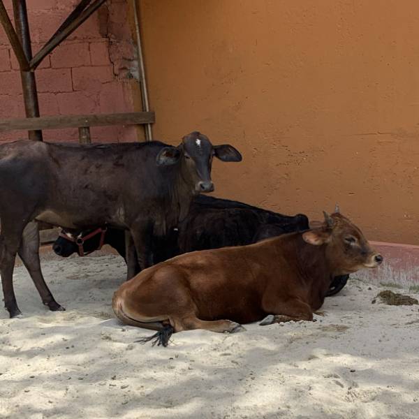 Estação Natureza — Animais 7