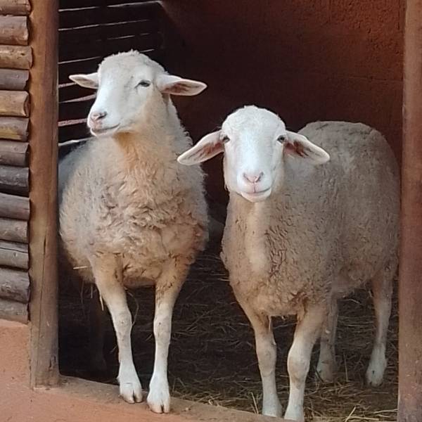 Estação Natureza — Animais 8