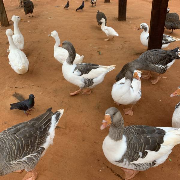 Estação Natureza — Animais 9
